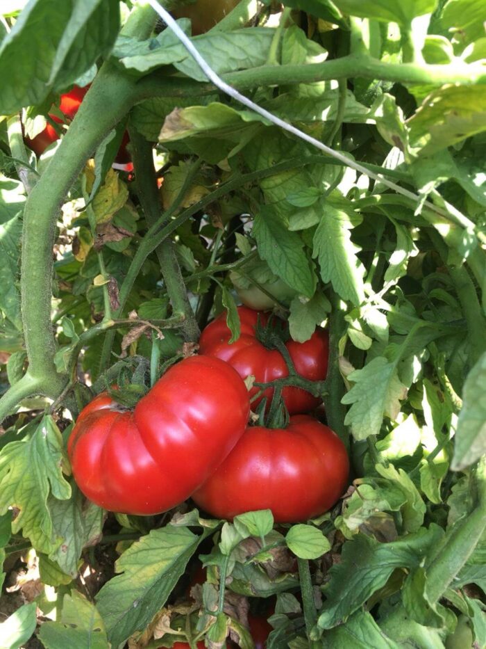organik domates 1 kg 84 4f6