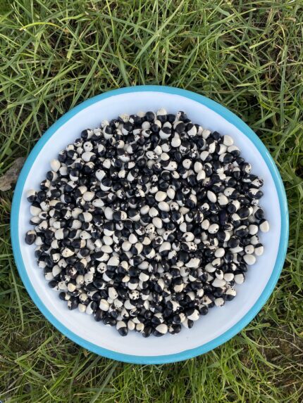 Kastamonu'ya has desenli fasulyesini dalında yeşilken topladık