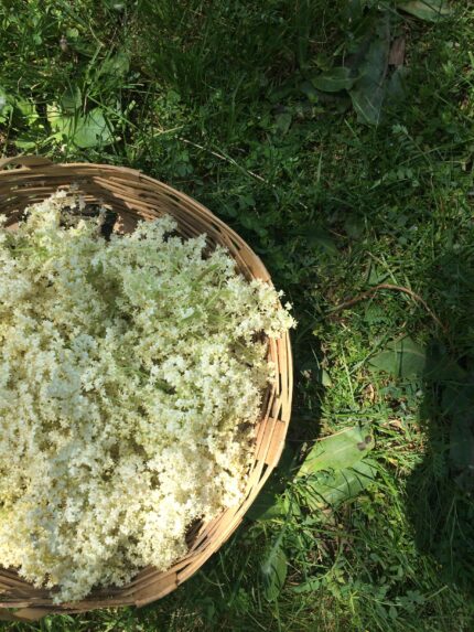 İlkbaharın beyaz mürver çiçekleri İksirli Çiftlik'te!